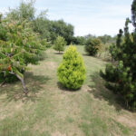 Green Meadows 2
