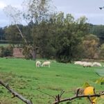 IMG_20251007_152419255