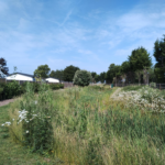IMG_20250612_101534377