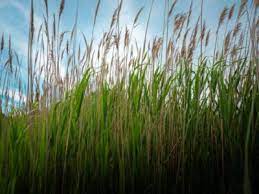 Picture of the reeds (002)