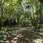 IMG_6452